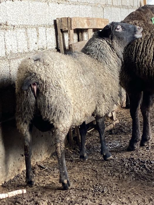 3 ta Qóchqor rassiyski