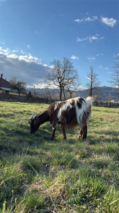 Capre de vanzare, SE VAND SI SEPARAT!