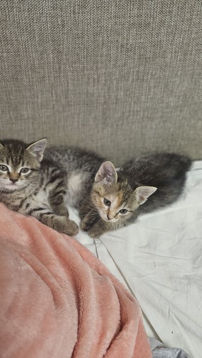 Отдам даром котят