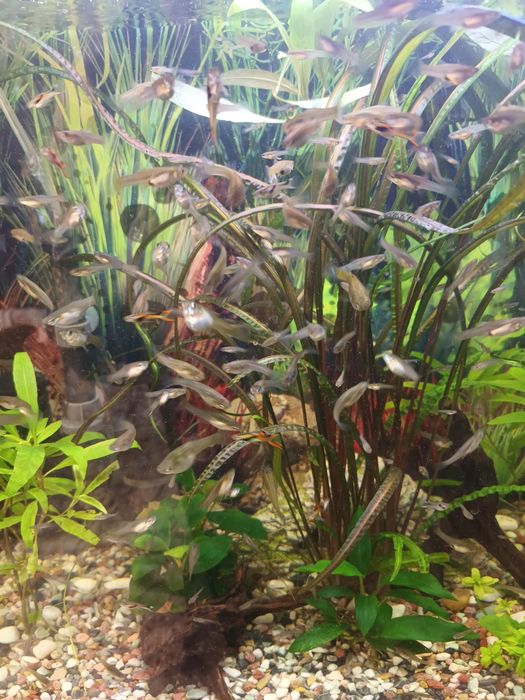 За гр.Пловдив 0,50ev.