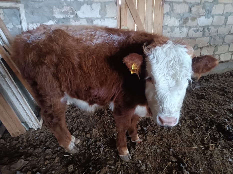 Подсос баспактар