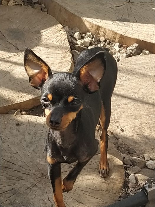 Вязка той терьера