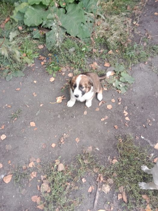 Отдам в добрые руки щенков