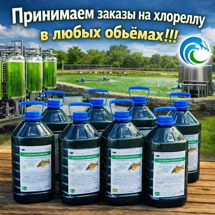 Хлорелла для очистки водоёмов
