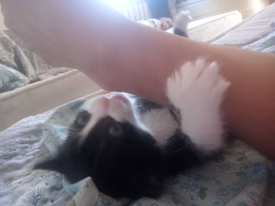Отдается котенок