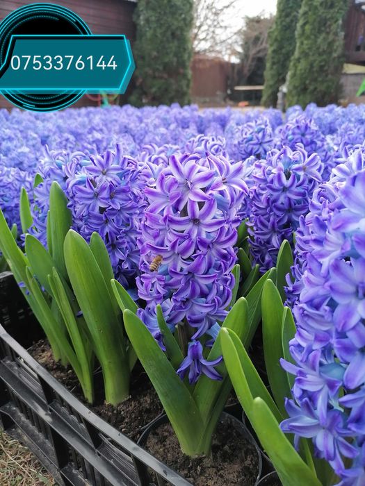 Zambile lalele primule narcise flori