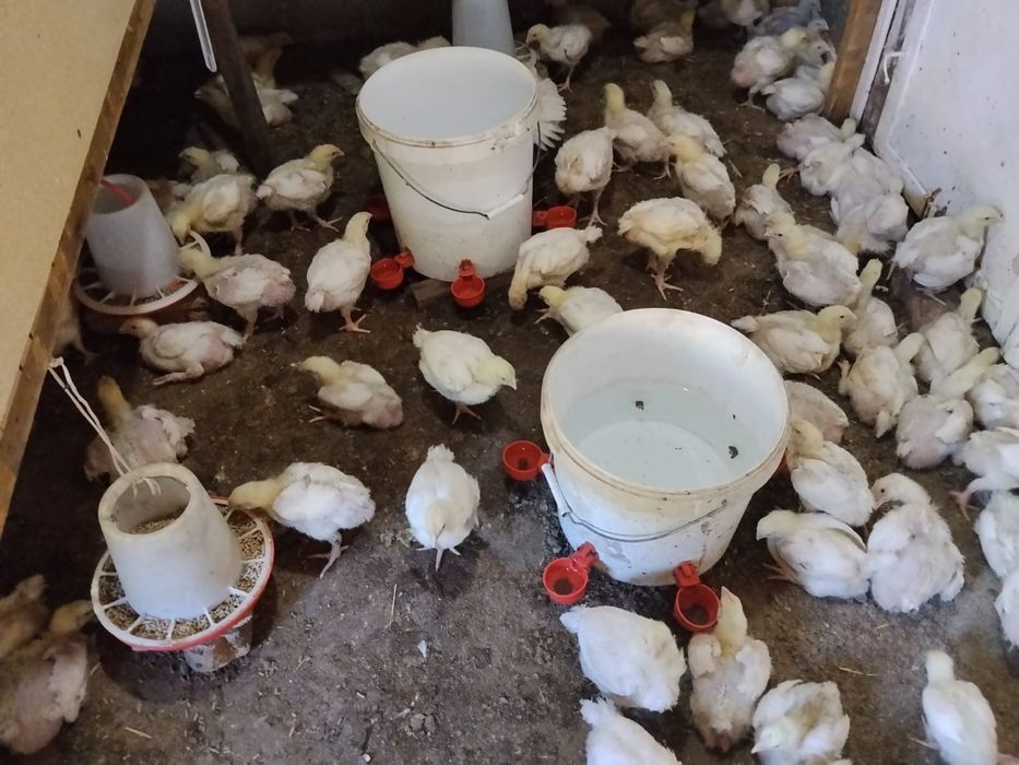 Продам уеблят бролеры