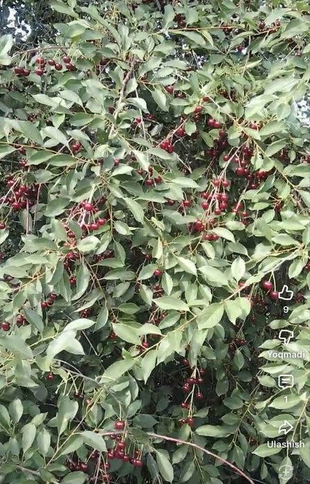 Olvoli achiq gilos shur gilos olcha koʻchatlar