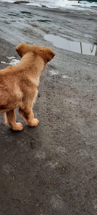 Мальчик щенок 3 мес.