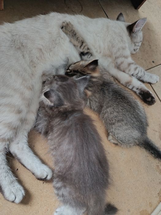 Отдам 2 ух котят срочно)