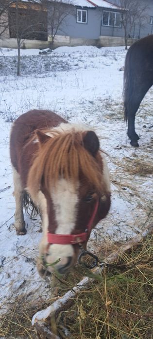 Vind sau schimb ponei pe o poneita