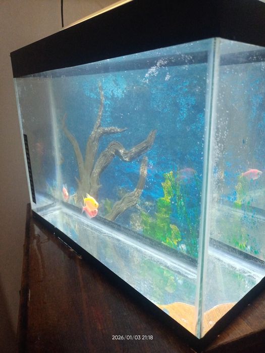 Akvarium baliqlari bilan