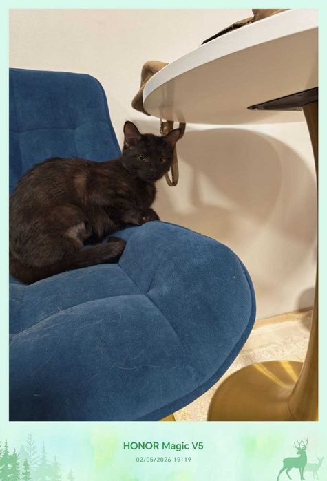 Черныш, девочка, стерилизованная