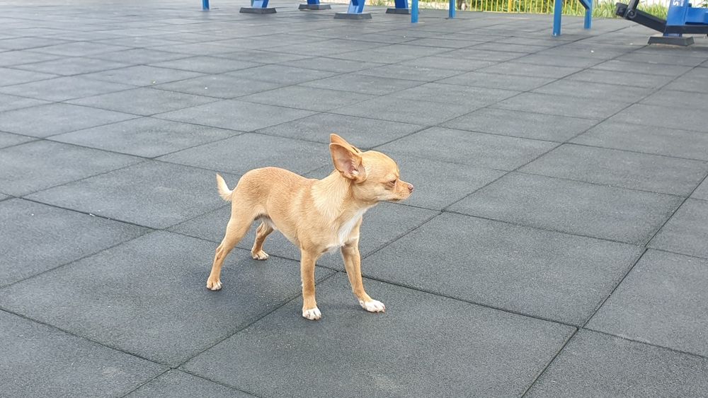 Чихуахуа кобель, вязка.