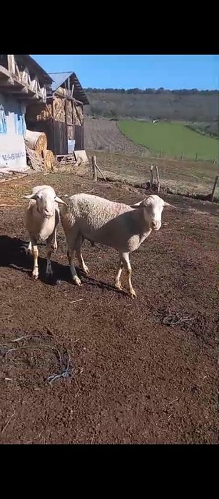 Berbeci rasa pură lacaune