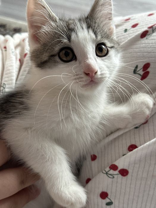 котенок в добрые руки