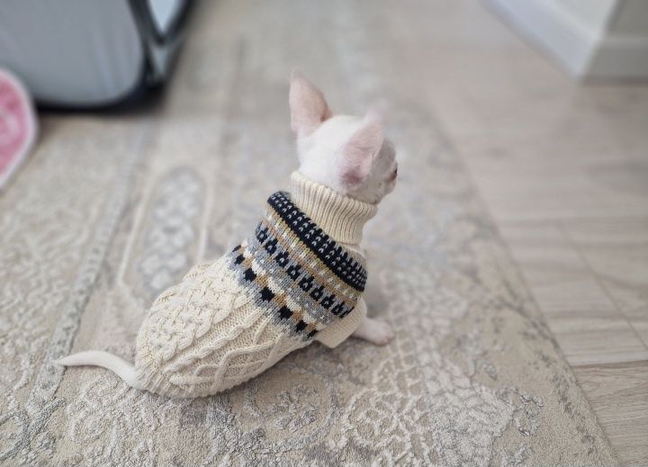 Продам щенка Чихуа́хуа