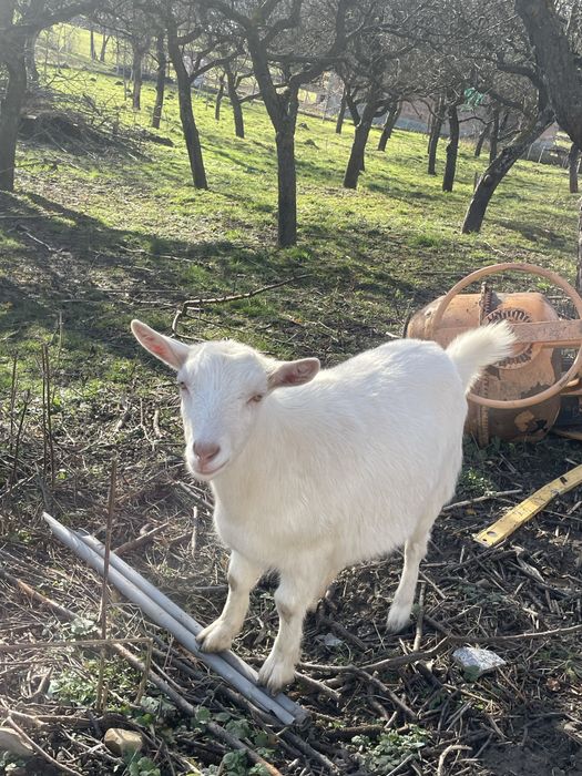 Vând capra+țap Saanen – blânde și bine întreținute