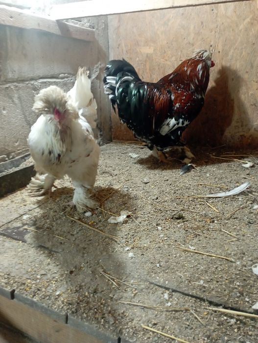 Ouă de strunski standard