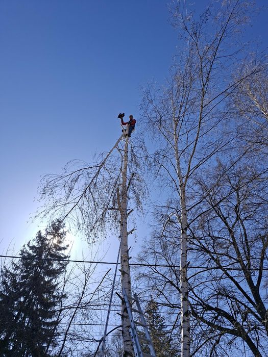 РЯЗАНЕ НА ВИСОКИ И ОПАСНИ ДЪРВЕТА 
Ако имате дърво близо до къща или к