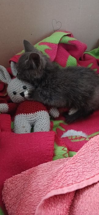 Отдам котёнка в добрые руки