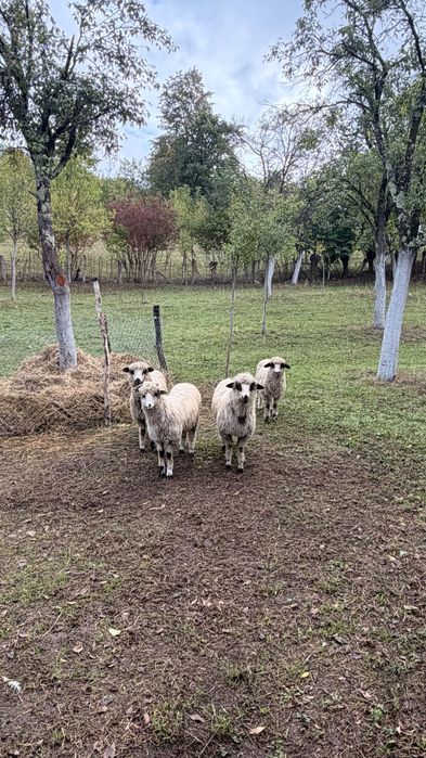 Miei de primăvară
