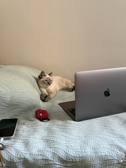 Срочно ищем хозяина котенку