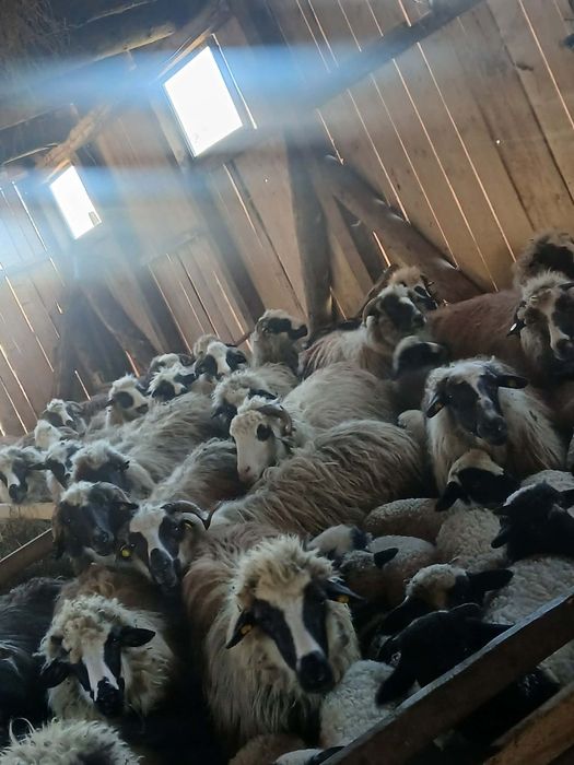 Vând oi com Rebrișoara sat Gersa I