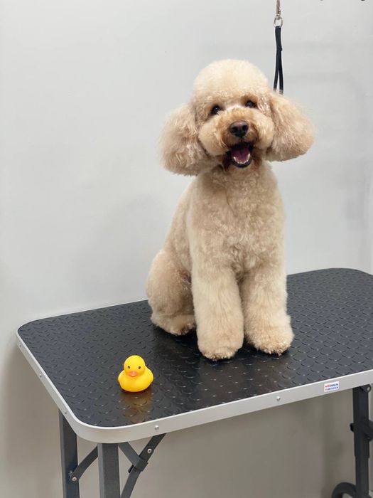 Услуги груминга кошек и собак