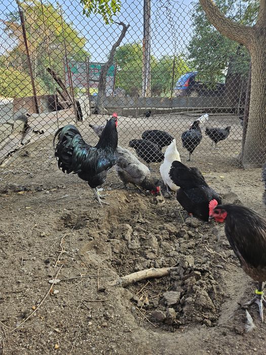 Разплодни яйца от черен и син австралорп