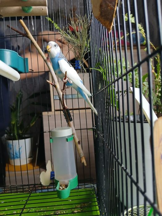 Продам волнистых папугайчиков