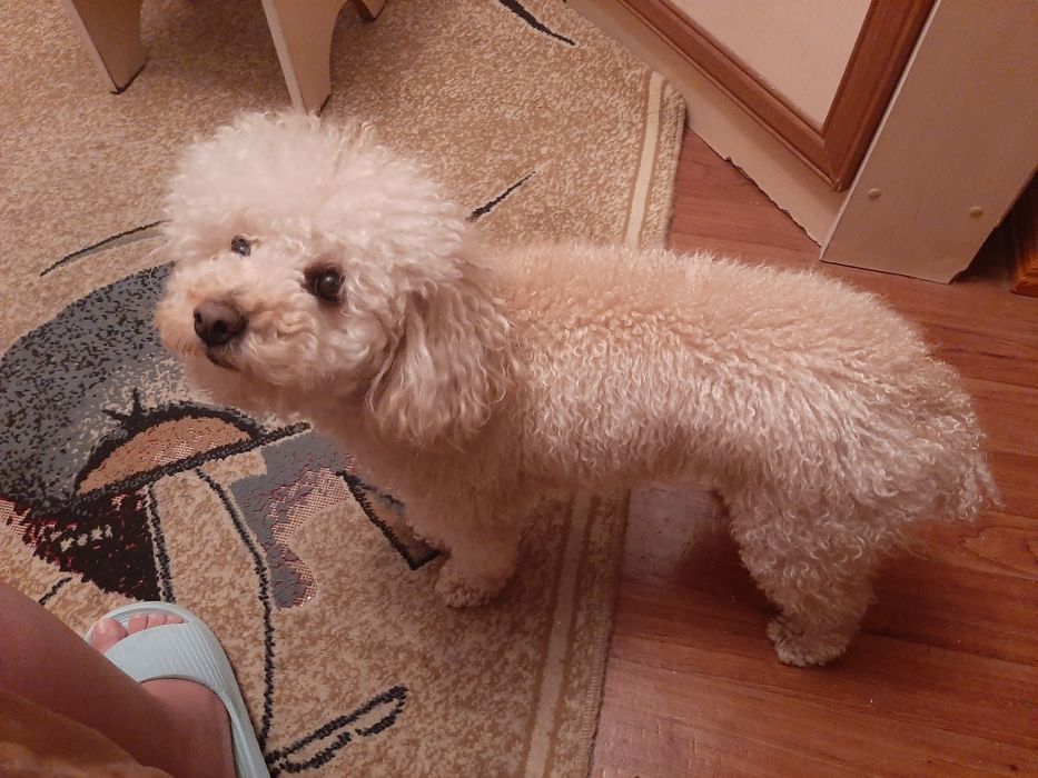 Той-пудель кобель для вязки.