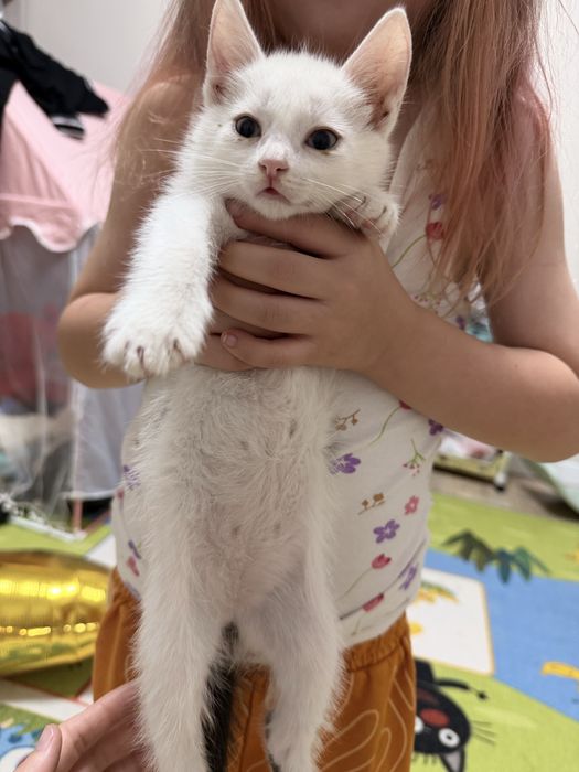 Отдам котенка мальчики