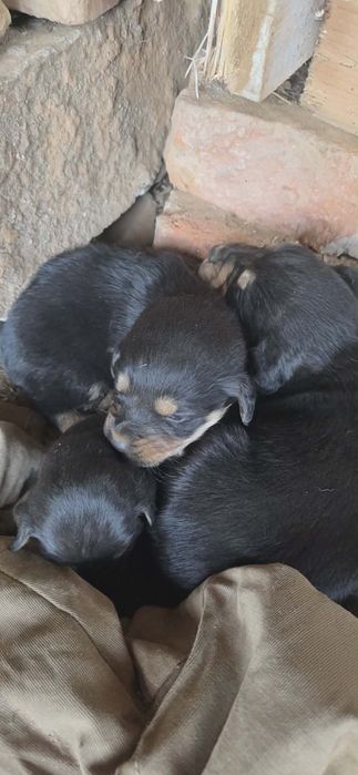 Подарявам Кучета