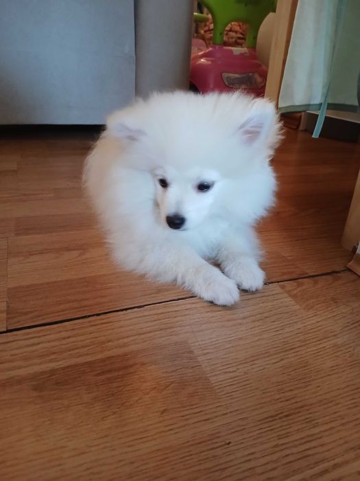 Померан шпиц на 3 месеза