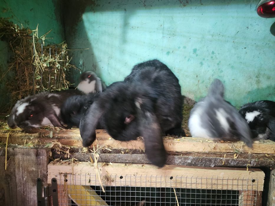 Iepuri berbec german