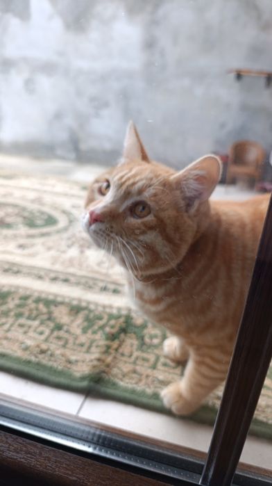 Отдам даром кошку