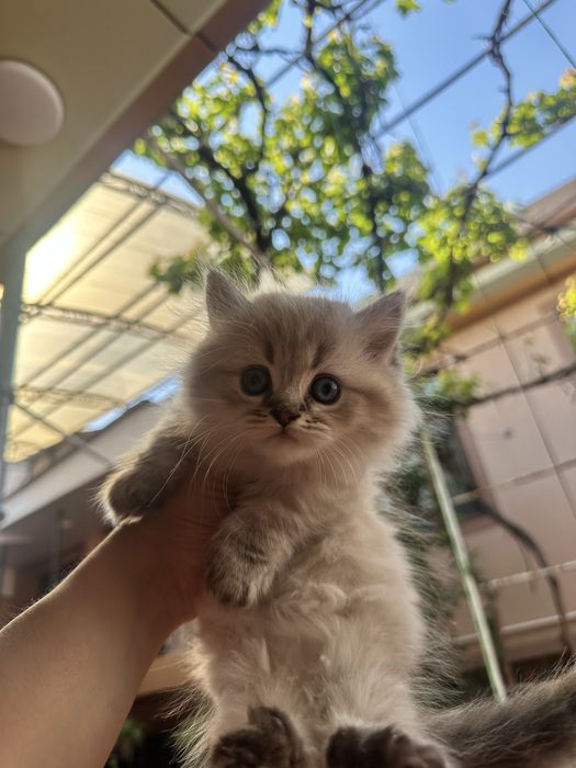 Zotdor mushuk bolalari