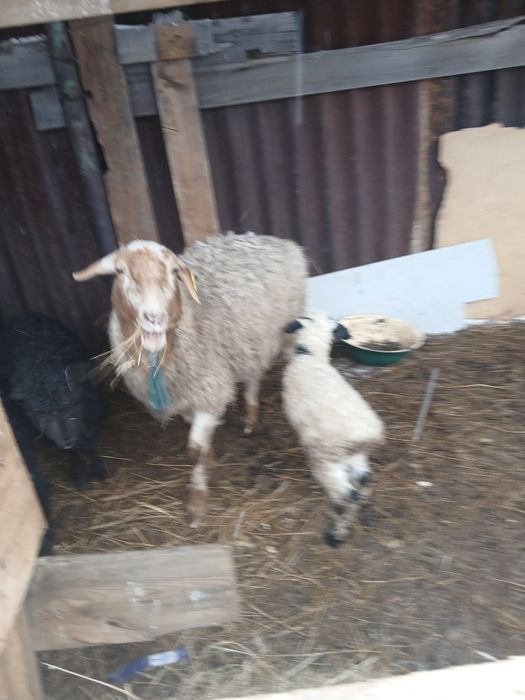 Продам овец с ягнёнком