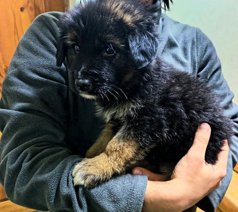 Щенки овчарка почти 2 месяца