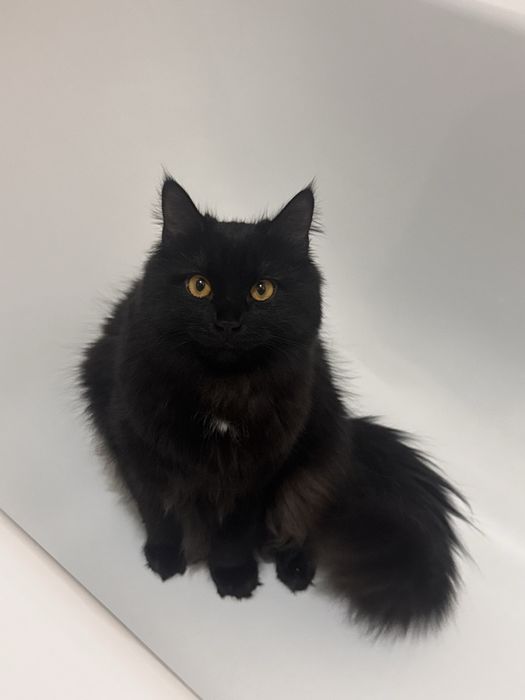 Отдадим в добрые руки