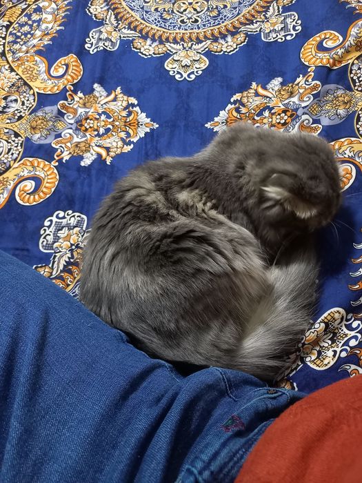 Scottish fold (ayol)