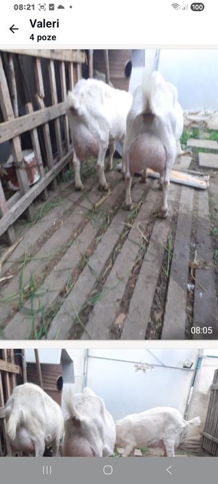 Capre sannen cu lapte fara iezi