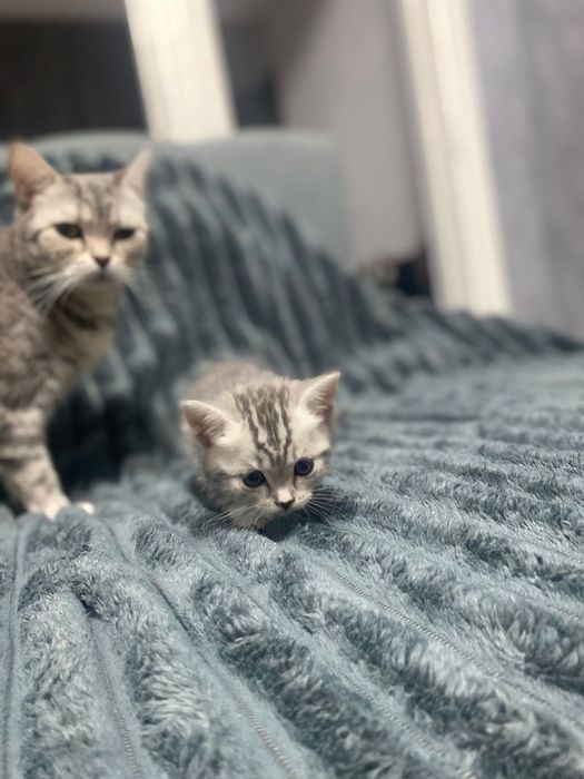 Продам британских котят