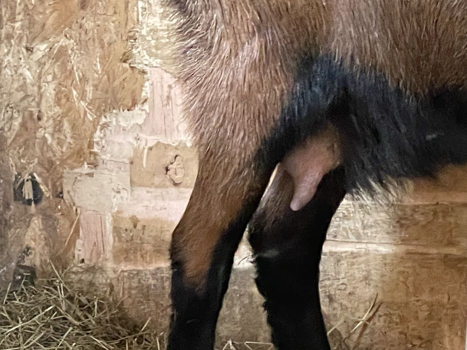 Vând Țap şi Ieduță gestantă de 1 an rasa Francez Alpin