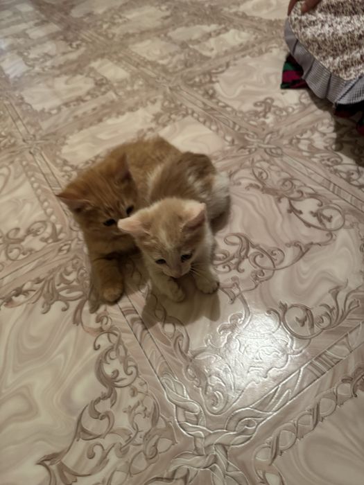 Котенок Тегин Мысык