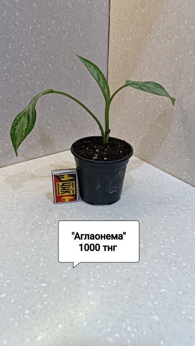 Цветы комнатные в горшках