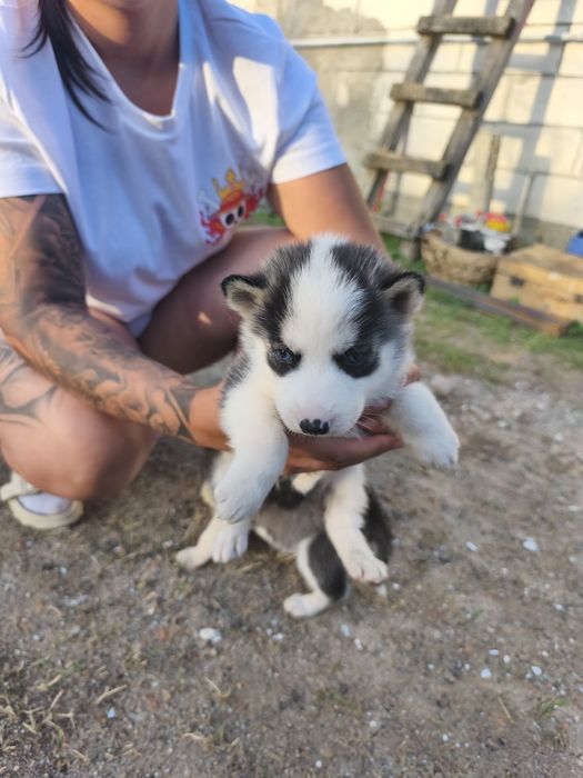 Cățeluși husky perfect sănătoși