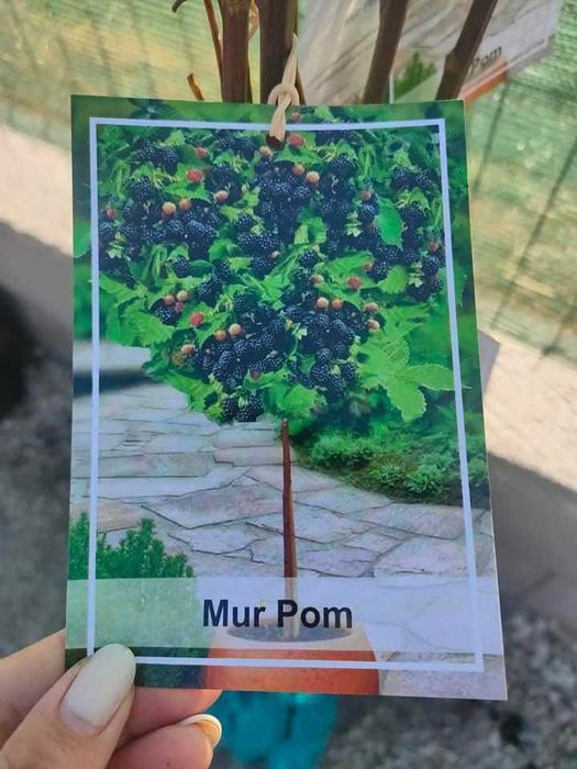 Pomi fructiferi altoiți pentru livezi și grădini | 8–15 lei | En-gros