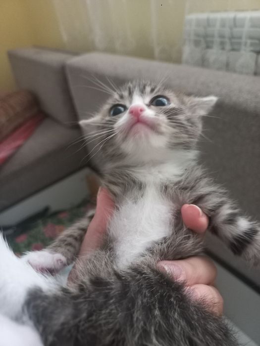 отдам трех котят